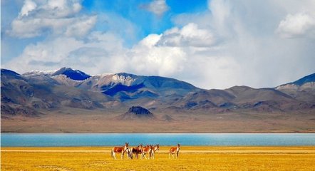 1546842364531815.jpg 1.jpg