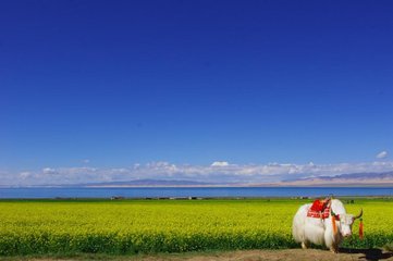 1546949218793026.jpg 1.jpg