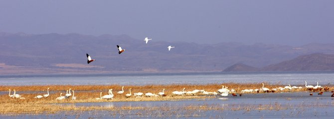 1547035443375387.jpg 1.jpg