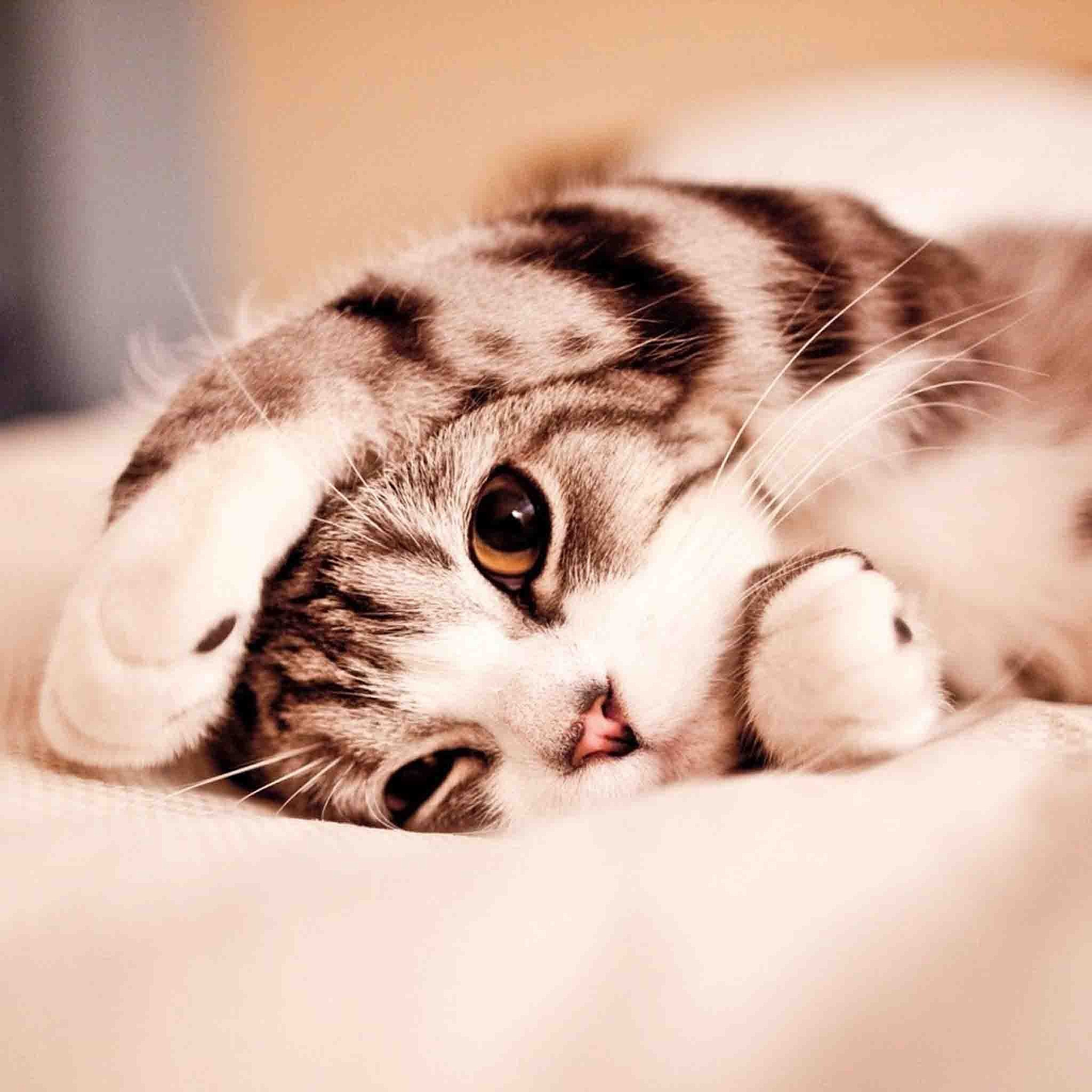1591657795818934.jpg 動(dòng)物.jpg